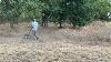 Webb Wepwtsp 161cc 56cm 22 Self Propelled Petrol Wheeled Line Trimmer